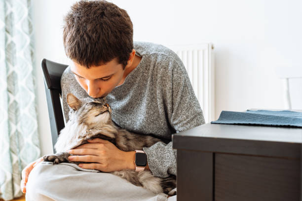Love and care for pets, teenager and cat friends spend time together Portrait of teenage girl with short haircut, in casual clothes in gray tones, sitting on chair at home, kissing and hugging domestic fluffy gray sleeping cat short haired maine coon stock pictures, royalty-free photos & images