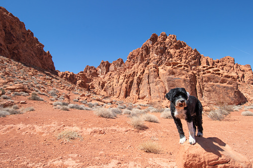 A dog standing on a rock at Valley of Fire State Park in Nevada