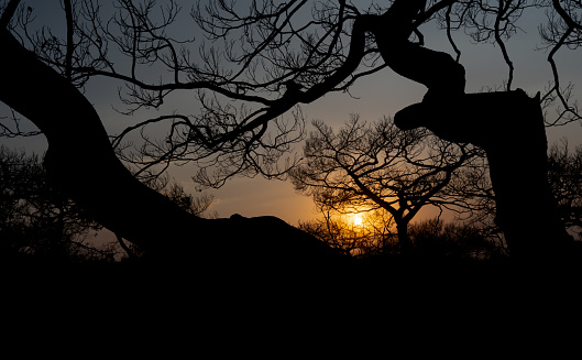 Sunset through burnt trees. Silhouettes of trees at sunset. The sun through the branches