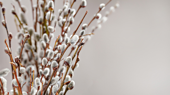 fluffy willow tree twigs on grey background, banner, 16:9