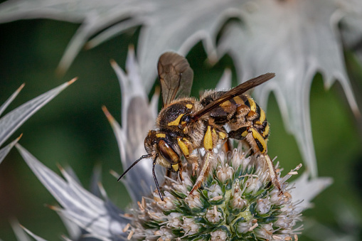 A Wool carder bee gathers pollen from a flower in summer in the Laurentian forest.