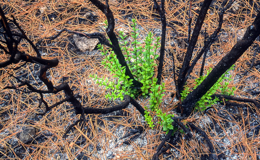The remains of a forest fire in specific focus.