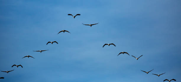 istock Flock of cranes flying 1417353089