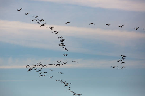istock Large flock of cranes flying in sky 1417353099