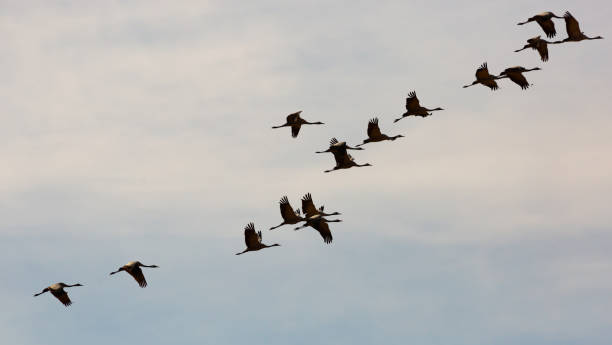 istock Large flock of cranes flying in sky 1417353104