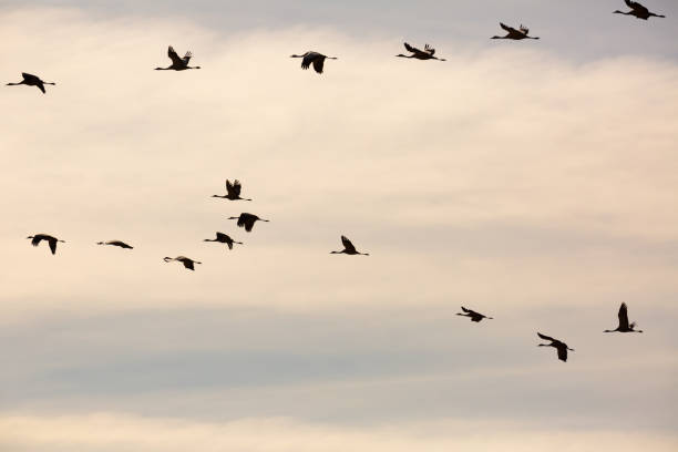 istock Large flock of cranes flying in sky 1417353108