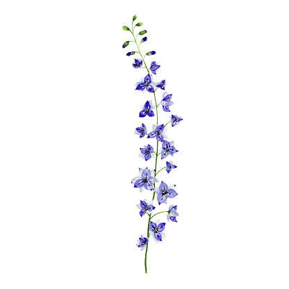 Hand-painted watercolor sprig of delphinium. An isolated element of garden set. Can be used for design cards, invitations, etc.