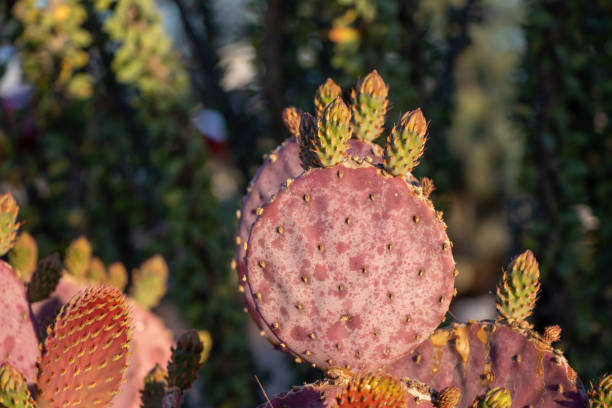 istock close up of prickly pear cactus 1417353633