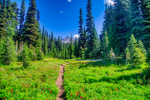 Alpine meadow and wildflowers with hiking path