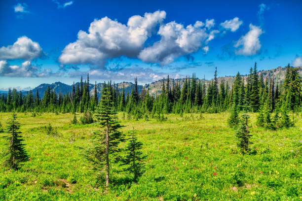 istock Alpine Meadow  in Gifford Pinchot NF 1417354793