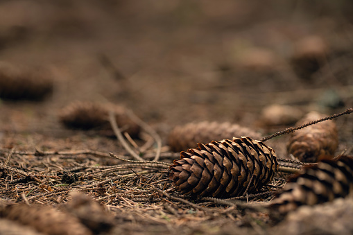 Pine cone on the ground, selective focus, high detalization