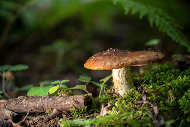 istock Mushroom in the woods, macro shot 1417358202