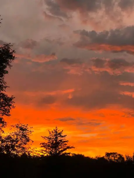 Sunset over the Okanagan, British-Columbia, Canada. Bright orange sky and tree silhouette.