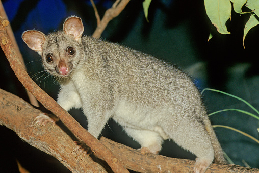 The common brushtail possum (Trichosurus vulpecula, from the Greek for \