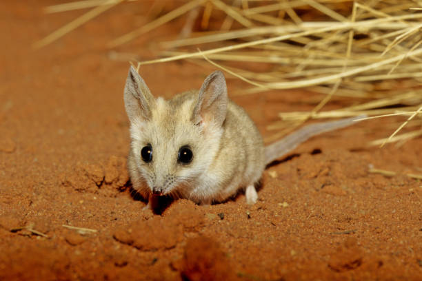 太った尾のダンナート(sminthopsis crassicaudata)は、dasyuridaeのマウスのような有袋類の一種で、小さな赤いカルータ、クォール、タスマニアの悪魔を含む家族です。 - tasmanian animals ストックフォトと画像