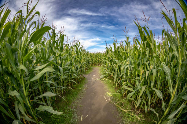Corn field maze in Snohomish, WA, USA.