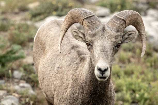 istock Big Horn Sheep Looks Up From Midmorning Grazing 1417363657