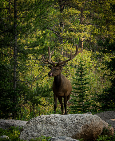 Bull Elk Climbs Up To The Trail Looking For A Snack in Rocky Mountain National Park