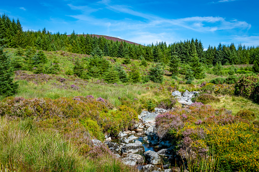 Idyllic Wicklow Mountain Scenery with heather covered hills