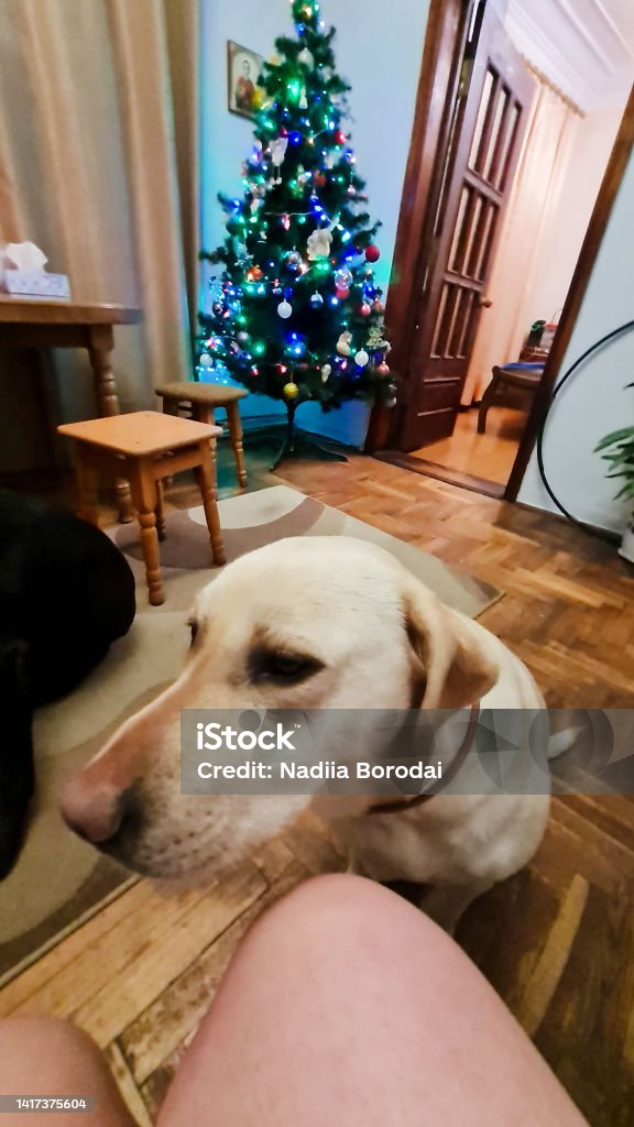 Labrador dog begging close up portrait. Animal Stock Photo