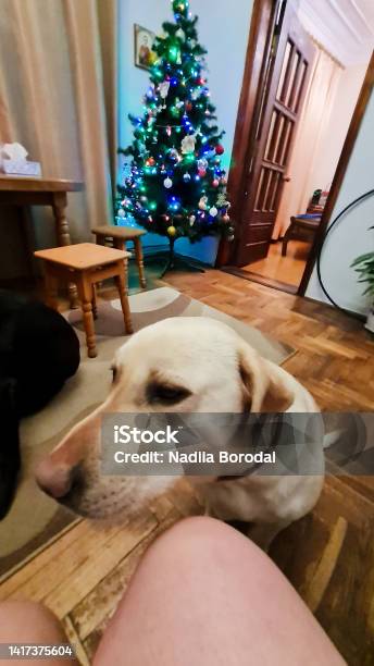 Labrador Dog Begging Close Up Portrait Stock Photo - Download Image Now - Animal, Animal Behavior, Animal Body Part