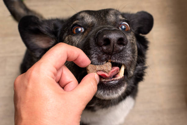 istock dog grabs a bone-shaped treat with its open mouth 1417375829