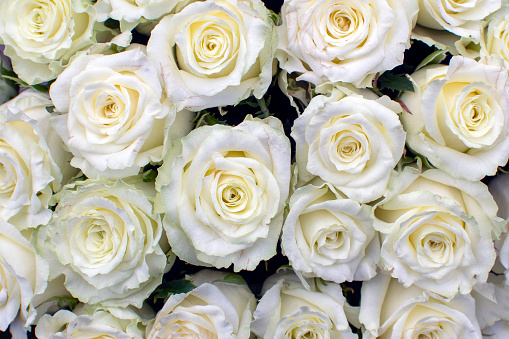 many white roses in a bouquet top view. High quality photo