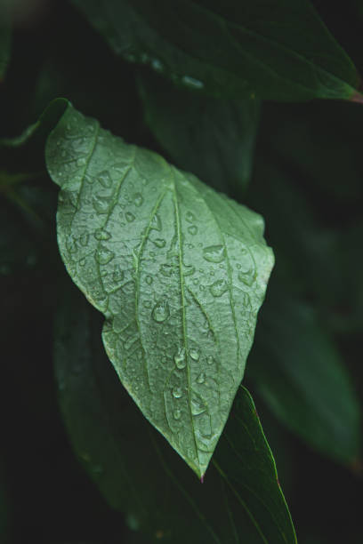 istock Close-up, a large green leaf in raindrops. 1417377381