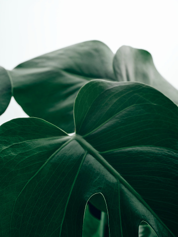 Close up of a Monstera Deliciosa plant against a white background