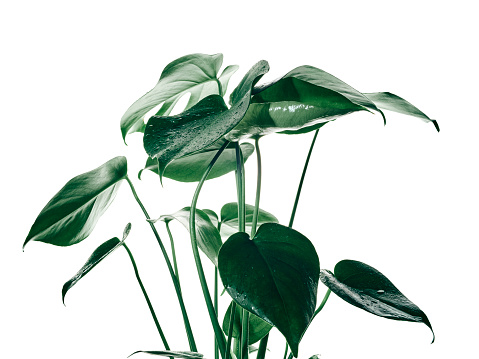 Monstera Deliciosa Plant against a white background