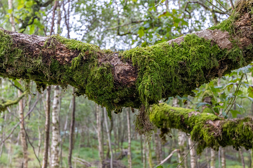 Green moss growing on a tree branch. Close-up forest nature image. Thick green moss vegetation hanging on the side of a woodland tree. Botanical flora plant specimen.