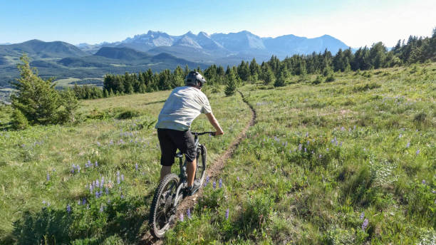 Mountain biker rides trail through mountain meadows stock photo