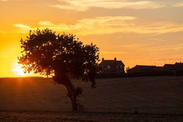 Tree silhouette at sunset on farmland in Martham Norfolk UK. Beautiful twilight image of an orange sun setting behind a tree with distant farm house. Norfolk broads holiday vacation destination.