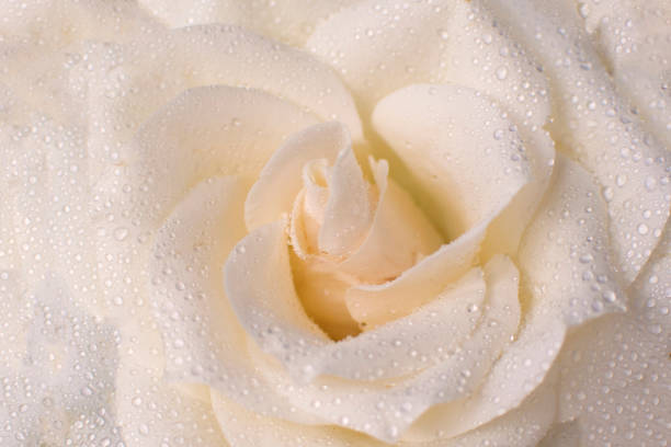 A beautiful perfect fully bloomed white, cream rose central to the picture
