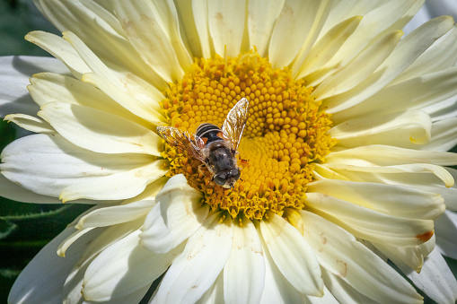An European drone fly gathers pollen from a flower in summer in the Laurentian forest.