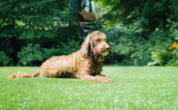 Happy dog with ball in mouth lying in backyard on artificial grass.
