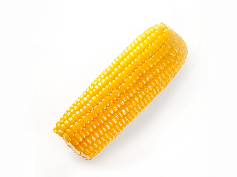 Delicious ready to eat boiled corn on th cob on white background isolated vibrant beautiful yellow