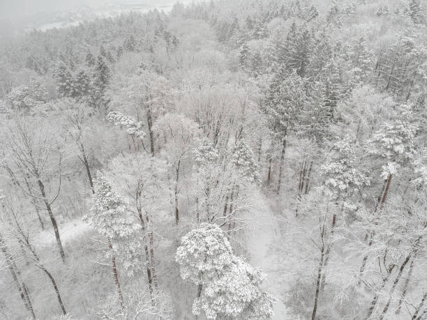 istock Aerial view of snow covered forest in winter 1417381079