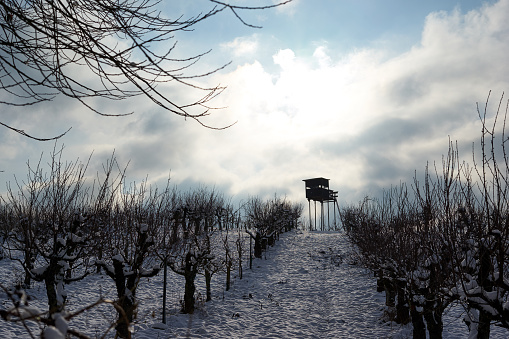 Vinyard at wintertime with snow, Moselle, Germany