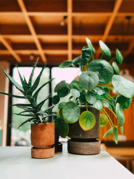 istock Cactus and Chinese Money Plant in modern kitchen interior 1417381551