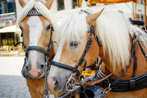 istock Close-Up Of Horses With Bridle 1417382202