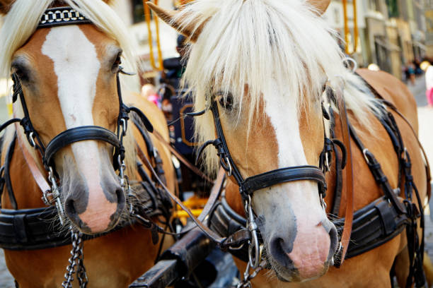 istock Close-Up Of Horses With Bridle 1417384163