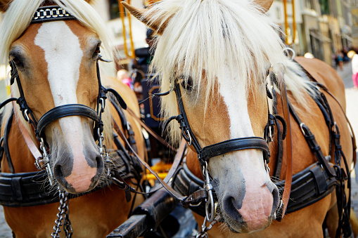 Close-Up Of Horses With Bridle