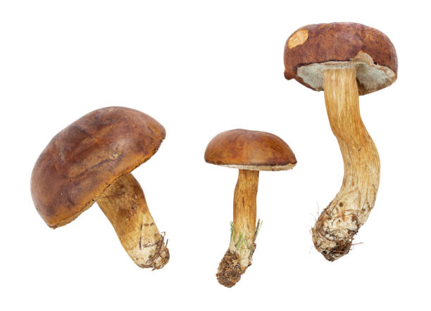 istock Mushrooms isolated on white background 1417386107