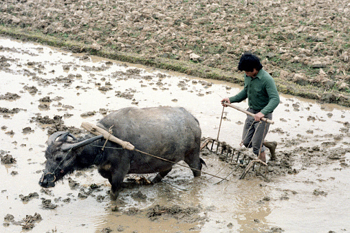 British Hong Kong, China - 1983: A vintage 1980's Fujifilm negative film scan of a rural Chinese rice farmer plowing an underwater rice paddy field with an Oxen outside of Hong Kong.