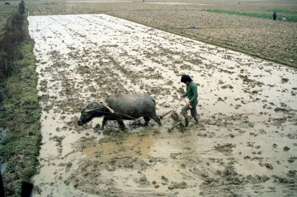 British Hong Kong, China - 1983: A vintage 1980's Fujifilm negative film scan of a rural Chinese rice farmer plowing an underwater rice paddy field with an Oxen outside of Hong Kong.