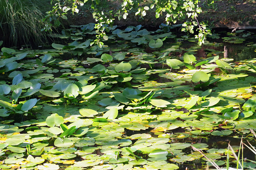 Bird's eye view of water lilies in the botanical garden of Lucca, at the foot of the surrounding walls. Summer 2022