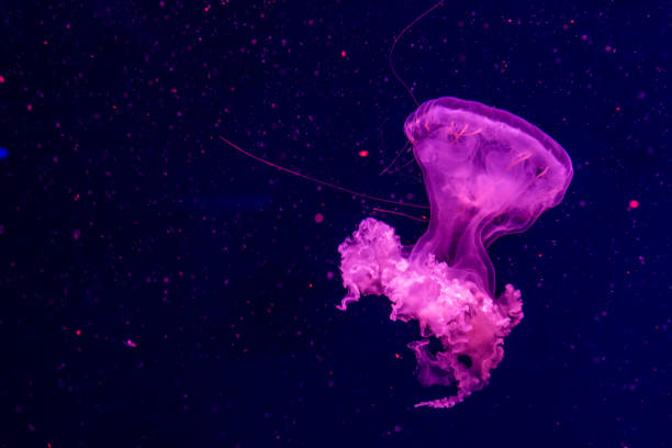 istock purple sea jellyfish on a dark background 1417390168