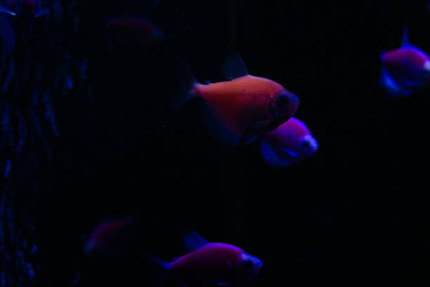sea red fish in the aquarium