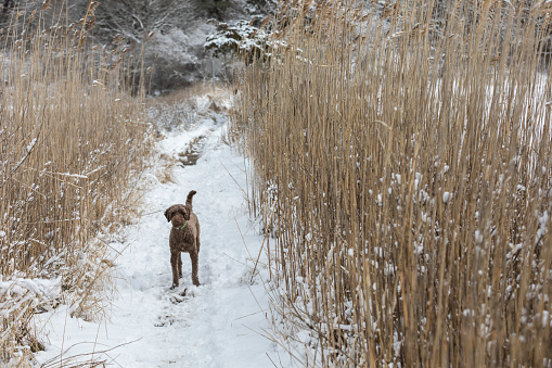Brown poodle off-leash in snowy landscape in Dennis, Massachusetts, United States